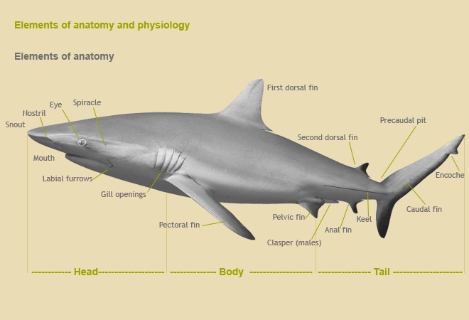 Sharks: badly loved because they are badly known? - Tendua