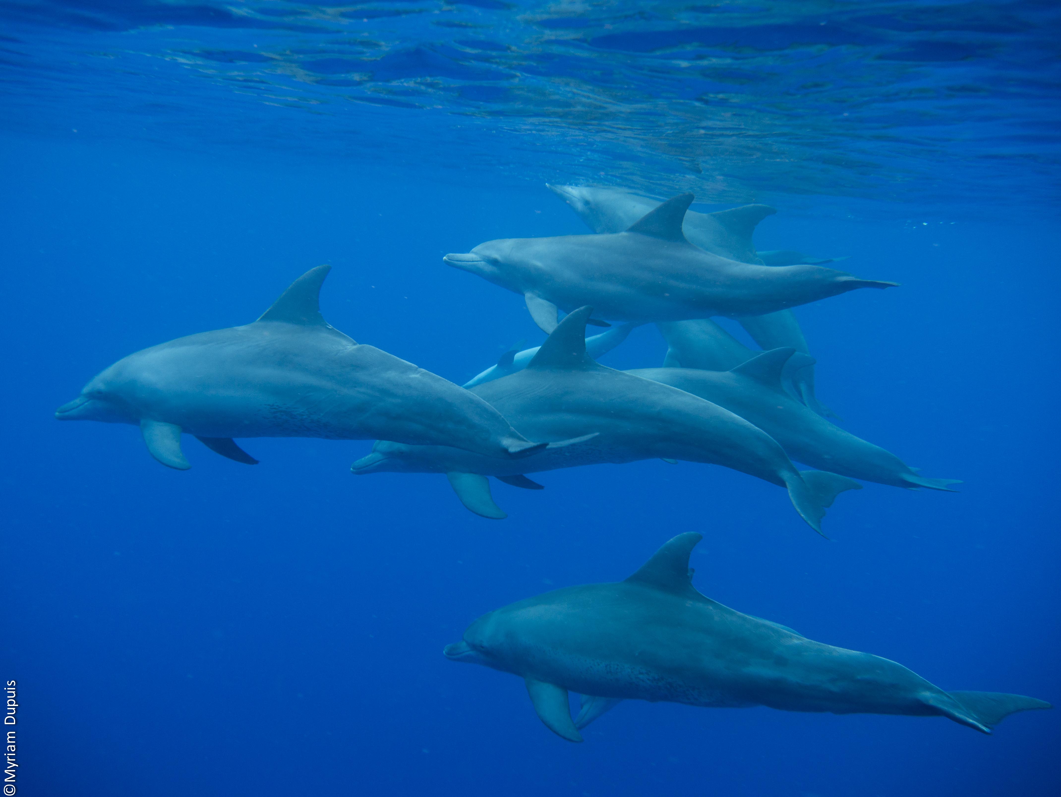 Indo-Pacific bottlenose dolphins(Tursiops aduncus) in Reunion Island