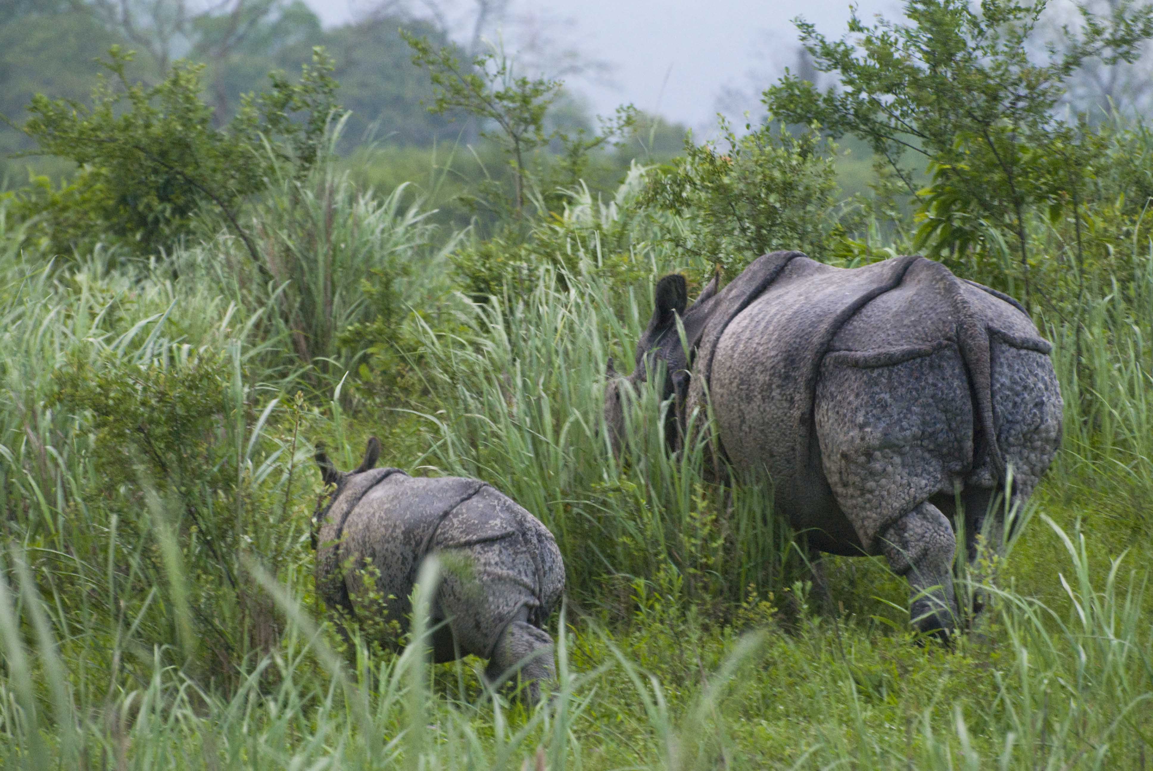 Mother and baby rhino