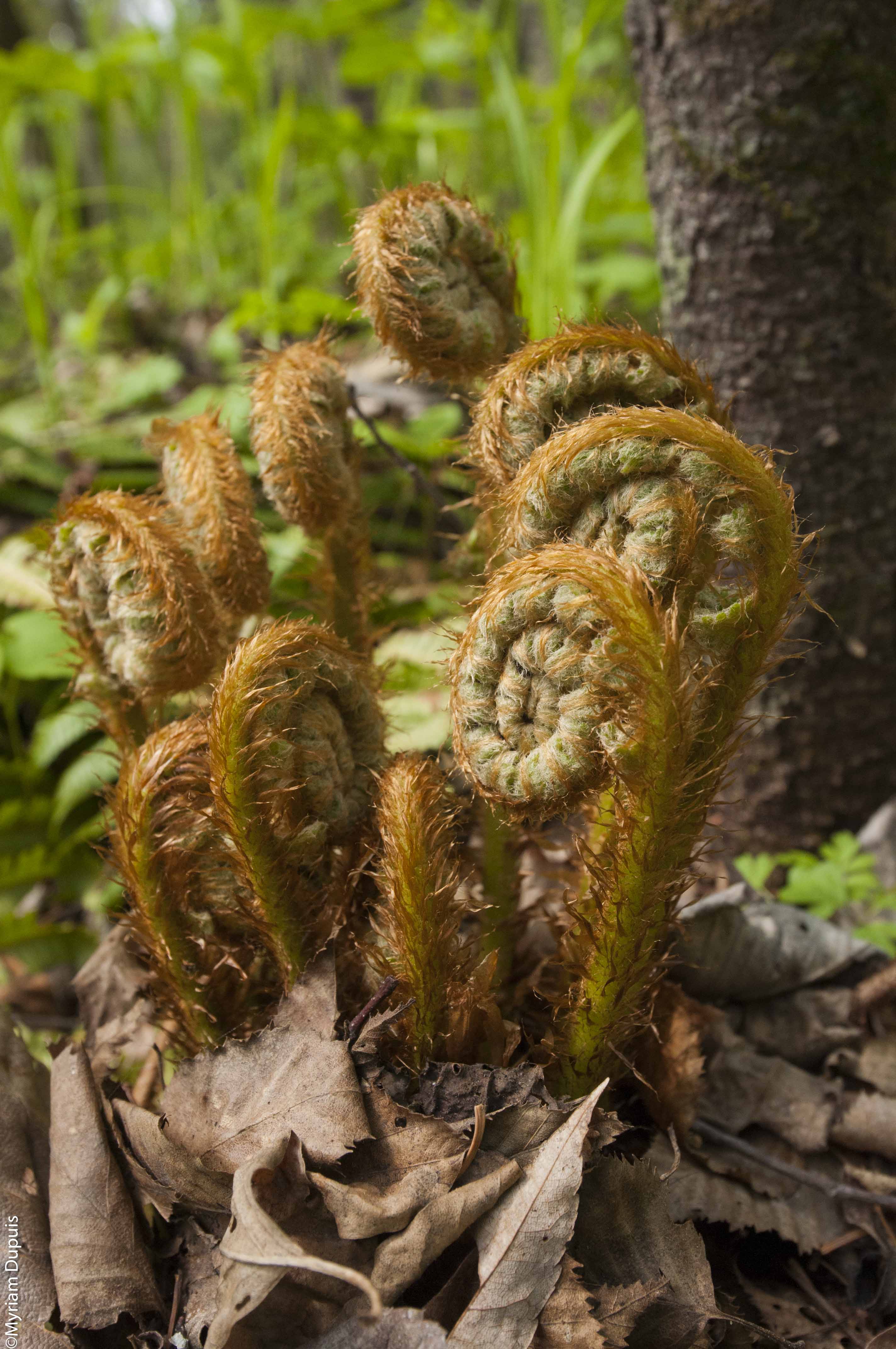 Emerging ferns, Russia