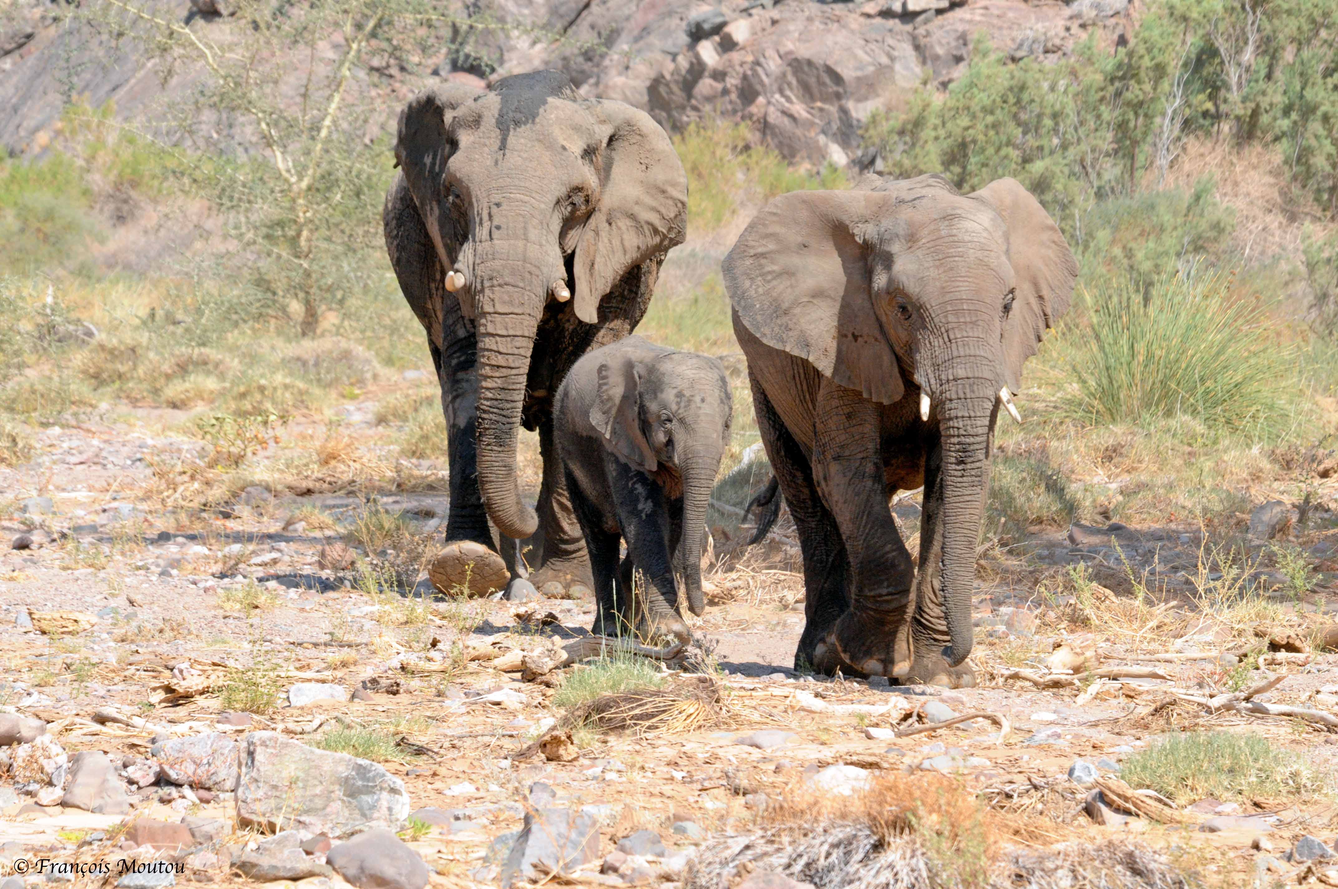  Desert elephants, Namibia