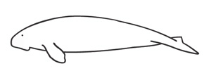 Observation sheet Tendua-dugong survey