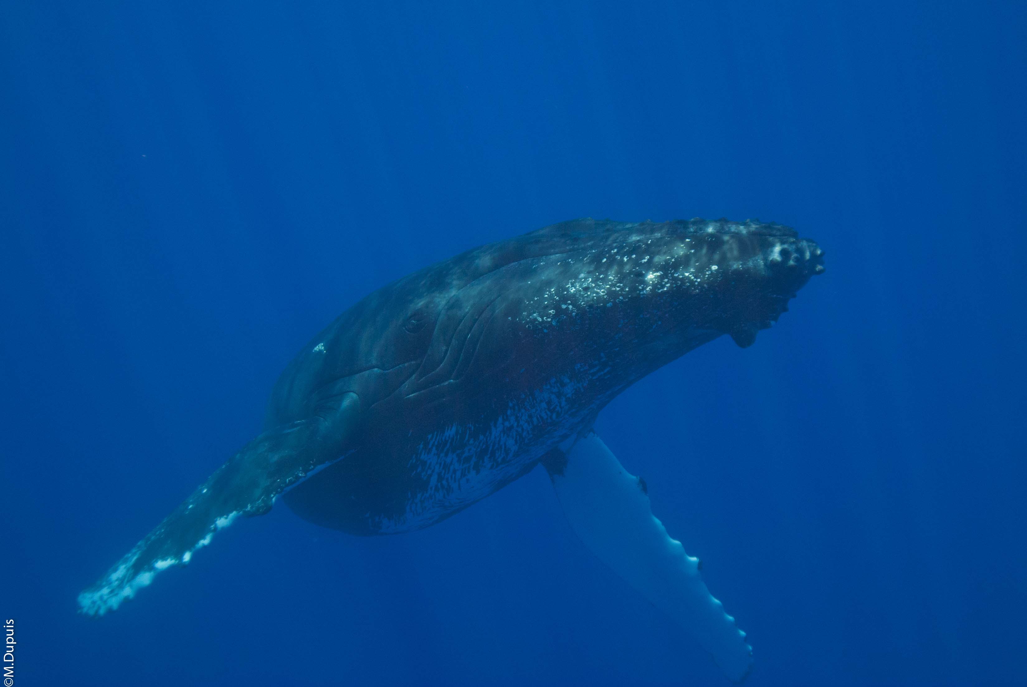 Les baleines à bosse, artistes de l'Océan Indien ! - Tendua
