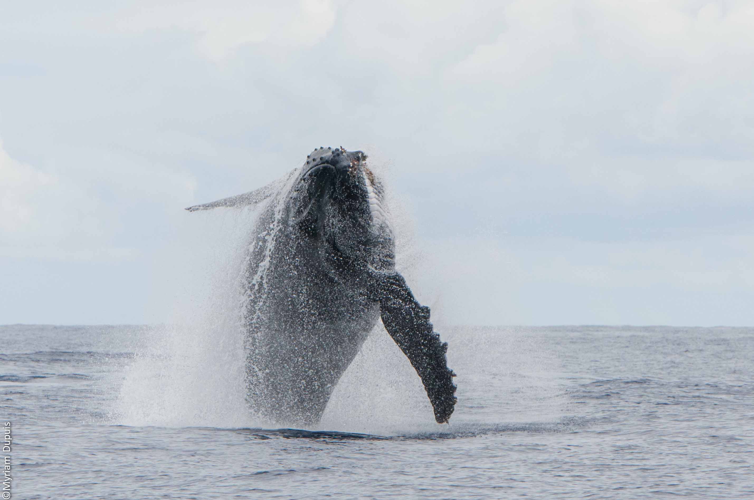 Les baleines à bosse, artistes de l'Océan Indien ! - Tendua
