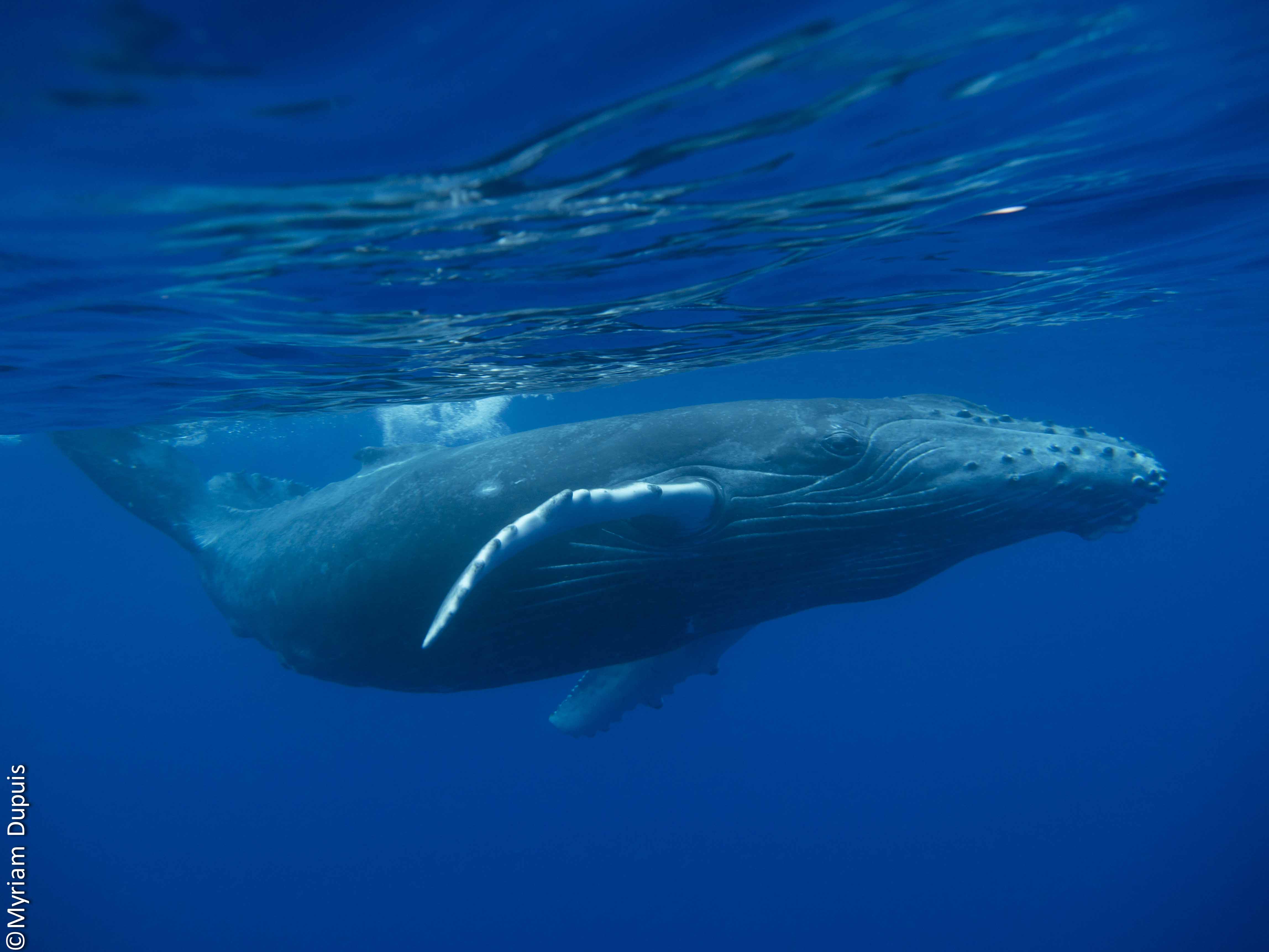Humpback whale (calf) in Reunion Island