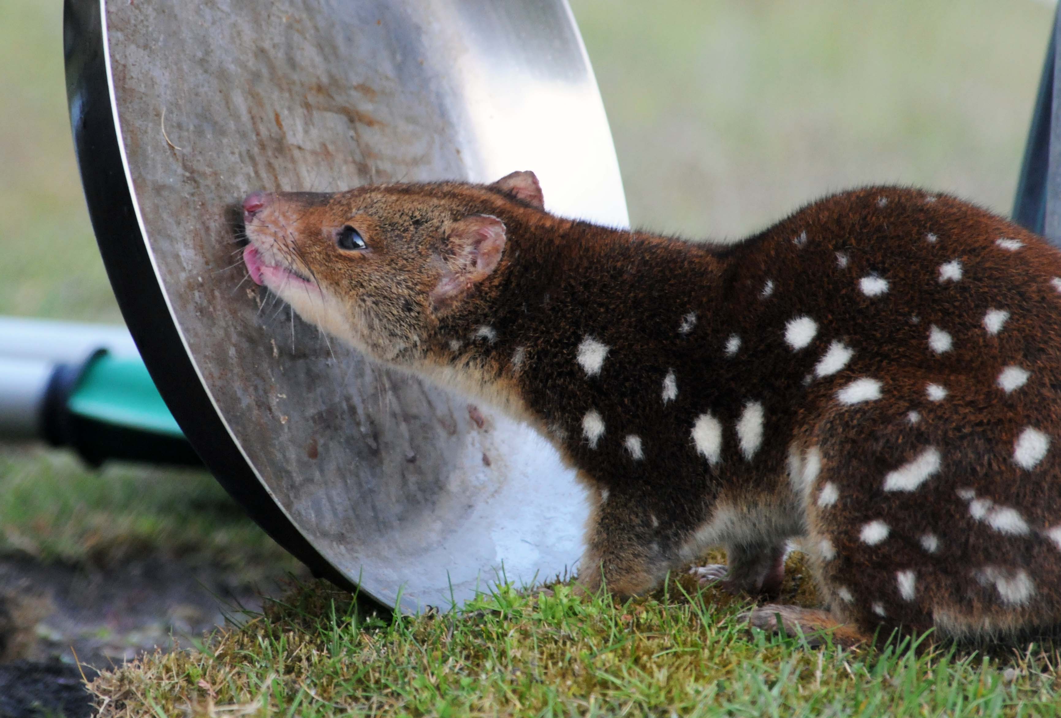  Spotted-tail quoll
