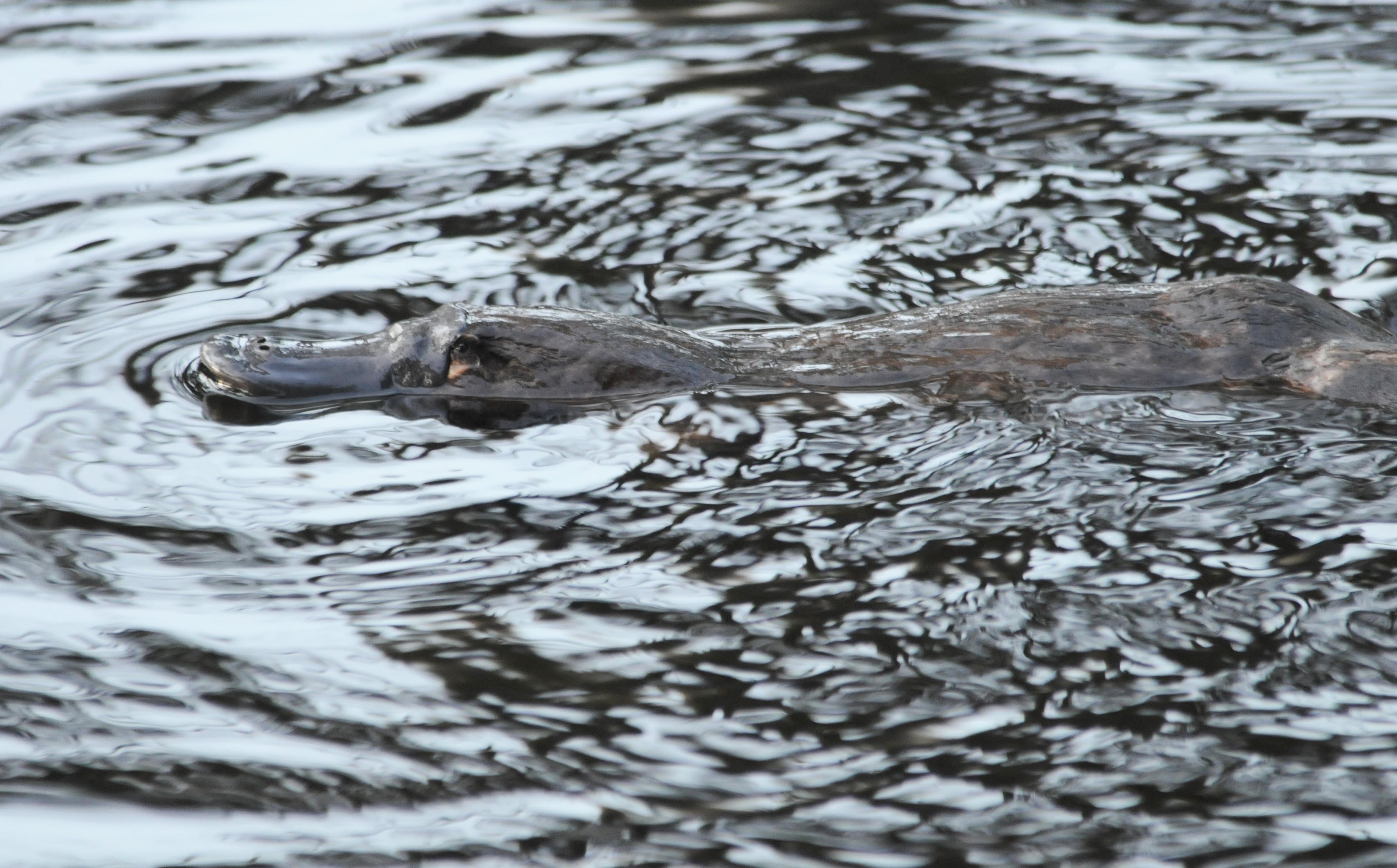  Duck-billed platypus